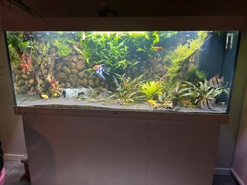 Aquarium 450 liter beschikbaar voor biedingen