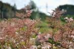 Laatste! Filipendula Purpurea ‘Elegans’ Moerasspirea pot c2, Tuin en Terras, Planten | Tuinplanten, Ophalen of Verzenden, Zomer
