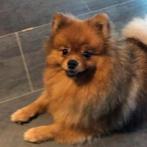 Super lieve pomeriaan van net 1 jaar, Dieren en Toebehoren, Ophalen of Verzenden, Hond