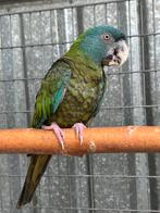 1-0 Ara Couloni, Dieren en Toebehoren, Vogels | Parkieten en Papegaaien, Papegaai, Geringd