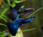 Prachtige bleu dream Moscow guppies., Dieren en Toebehoren, Vissen | Aquariumvissen, Vis