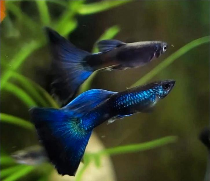 Prachtige bleu dream Moscow guppies., Dieren en Toebehoren, Vissen | Aquariumvissen, Vis