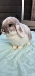 Gezocht rammetje voor dekking, Dieren en Toebehoren, Konijnen, Mannelijk, Dwerg, Hangoor