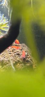 Rode garnalen neocaridina, Kreeft, Krab of Garnaal