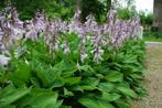 Hosta hartlelie tuinplanten, Ophalen of Verzenden, Overige soorten, Halfschaduw