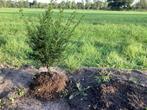 Taxus te koop, Ophalen of Verzenden, Taxus, Minder dan 100 cm