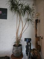 Grote Yucca kamerplant in pot, Ophalen of Verzenden