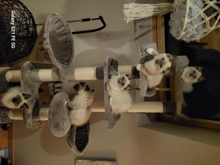 Ragdoll kittins, Dieren en Toebehoren, Katten en Kittens | Raskatten | Langhaar, Kater, 0 tot 2 jaar, Gechipt, Ontwormd, Ingeënt