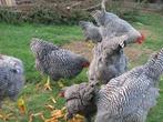 Amrock kippen., Dieren en Toebehoren, Pluimvee, Vrouwelijk, Kip