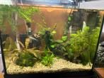 Superfish zenn jungle aquarium compleet, Ophalen of Verzenden, Zo goed als nieuw, Gevuld zoetwateraquarium