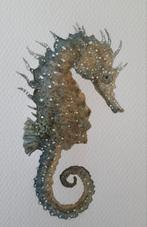 Zeepaardje, Ophalen of Verzenden