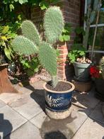 Grote Opuntia schijfcactus uit Tunesië, Huis en Inrichting, Kamerplanten, Ophalen, Cactus, Halfschaduw, Minder dan 100 cm