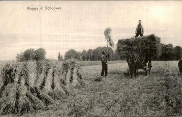 Rogge in Schooven  beschikbaar voor biedingen