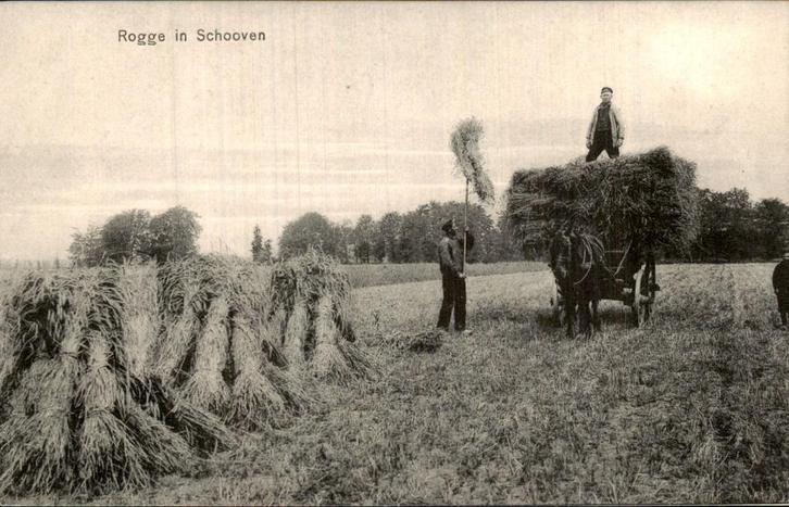 Rogge in Schooven, Verzamelen, Ansichtkaarten | Nederland, Ongelopen, Noord-Brabant, Voor 1920, Ophalen of Verzenden