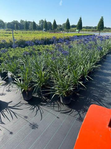 Agapanthus (Afrikaanse Lely) beschikbaar voor biedingen