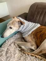 Gehaakte snood-halswarmer-colsjaal-hondenhalsband grijs/wit, Dieren en Toebehoren, Ophalen of Verzenden, Nieuw, Hondensjaal