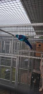 Barnard parkiet, Mannelijk, Parkiet