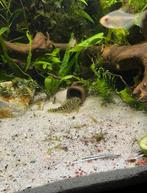 l134 Peckoltia, Dieren en Toebehoren, Vis, Zoetwatervis