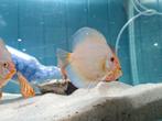 Discus Blue Diamond, Symphysodon Discus Blue Diamond, Vis, Zoetwatervis