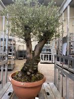 Olijfboom Bonsai - 165cm hoog, Tuin en Terras, Planten | Bomen, Bloeit niet, Ophalen of Verzenden, 100 tot 250 cm, Olijfboom