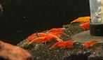 Vuur garnalen / rode garnalen algeneters, Kreeft, Krab of Garnaal