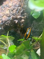 Phyllobates vittatus, Amfibie, 0 tot 2 jaar