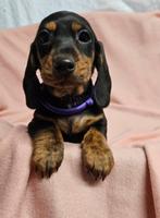 Fattoria del Bassotto heeft pups die mogen verhuizen 💕💕, Dieren en Toebehoren, Honden | Teckels en Dashonden, Nederland, CDV (hondenziekte)