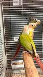 Pyrrhura jong vogels, Geslacht onbekend, Parkiet, Geringd