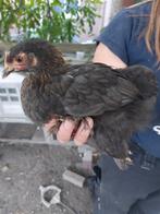 Jonge Cochin kip te koop, Vrouwelijk, Kip