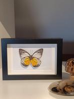 ingelijste vlinder, Ophalen of Verzenden, Insect, Opgezet dier