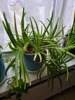 Aloe vera, Ophalen