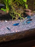 Neocaridina davidi,blue dream garnalen,blue velvet garnalen, Dieren en Toebehoren, Vissen | Aquariumvissen, Kreeft, Krab of Garnaal