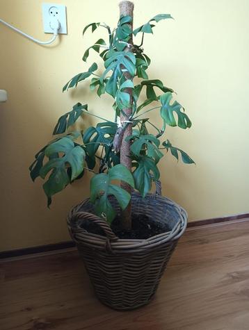 Monstera plant in mand met kokosstok beschikbaar voor biedingen