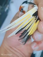 Majoor Butter 2023, Dieren en Toebehoren, Vogels | Kanaries, Mannelijk, Bastaard