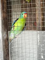 Te koop Swift man, Dieren en Toebehoren, Vogels | Parkieten en Papegaaien, Mannelijk, Parkiet, Geringd