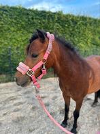 3 jarige Shetlander ruin ( APPEN of BELLEN), Dieren en Toebehoren, Pony's, Ruin, A pony (tot 1.17m), Recreatiepony, Ontwormd