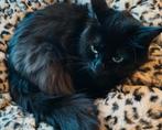 Mooi ragdoll kitten poesje, kater & ragdoll herplaatser poes, Dieren en Toebehoren, Gechipt