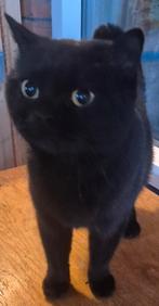 Lieve 2 jarige zwarte britse korthaar poes met stamboom, Dieren en Toebehoren, Poes, Met stamboom