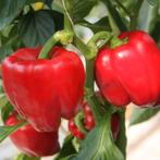 Uit de biologische moestuin: Paprika, rood,zaden, Ophalen of Verzenden, Voorjaar, Volle zon, Zaad