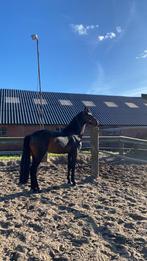 3 jr zwart-bruine hengst, Dieren en Toebehoren, Paarden