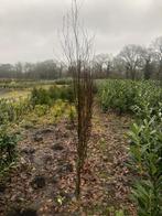 Rode zuilbeuken, Ophalen, Bloeit niet, Halfschaduw, Overige soorten