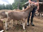 Boklammeren NL Toggenburger/TWZ x British Toggenburg, Dieren en Toebehoren, Mannelijk, Geit, 0 tot 2 jaar
