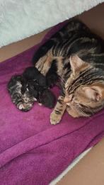 Europese Korthaar kittens. Geslacht nog onbekend., Dieren en Toebehoren, Katten en Kittens | Raskatten | Korthaar