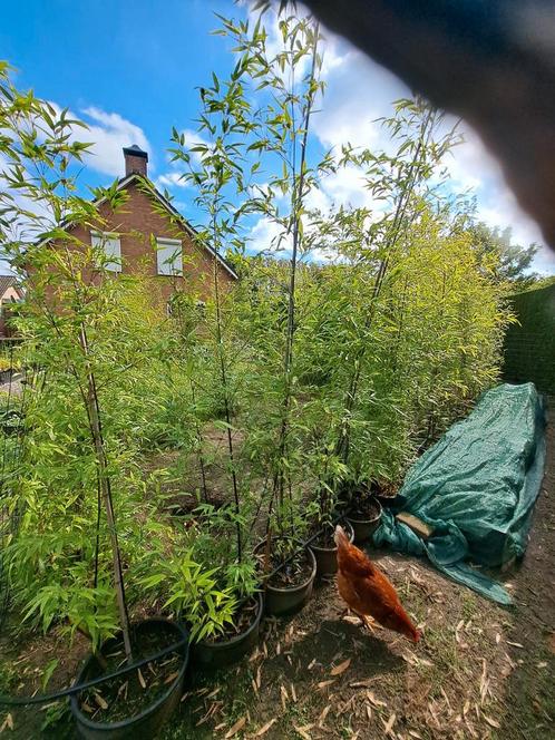 Zwarte bamboe, Tuin en Terras, Planten | Tuinplanten, Vaste plant, Halfschaduw, Bloeit niet, Ophalen