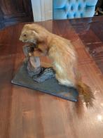 Opgezette Marter - Prachtig Decoratiestuk, Ophalen of Verzenden