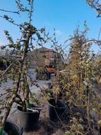 Oude appelbomen, Ophalen, In pot, Lente