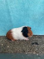 Diverse cavias., Dieren en Toebehoren, Cavia, Augustus, Meerdere dieren, Tam