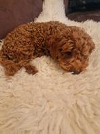 Toy poedel pups, Dieren en Toebehoren, Honden | Chihuahua's en Gezelschapshonden, Poedel, Particulier, Rabiës (hondsdolheid), 15 weken tot 1 jaar