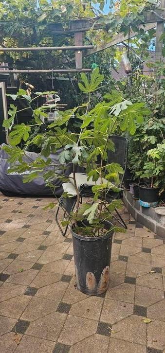 Grote honingvijg, 180 cm  beschikbaar voor biedingen