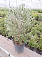 Chamaerops Vulcano palm (winterhard-15), Tuin en Terras, Planten | Tuinplanten, Ophalen, Zomer, Overige soorten, Volle zon